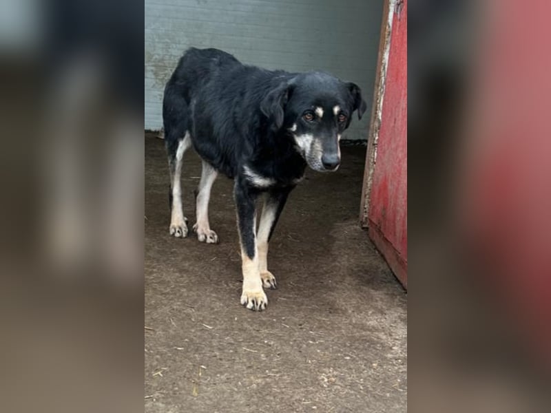 Maddy, mittelgroße Hündin, ca 6 Jahre, mittelgroß, schüchtern, vorsichtig, unterwürfig