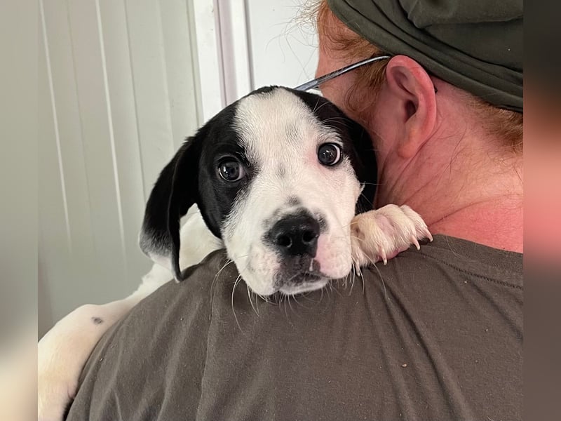 Tobi, unser kleiner Sonnenschein sucht liebevolle Menschen