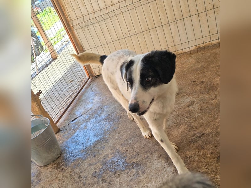 Umi, 2 jährige Hündin, mittelgroß – groß, freundlich, aufgeschlossen, aktiv, verschmust