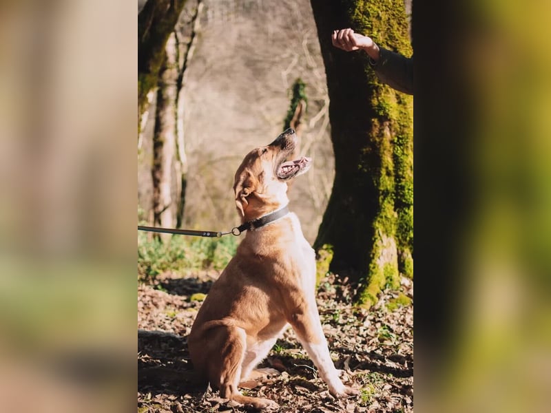 Neugieriger Süleyman sucht sein Zuhause