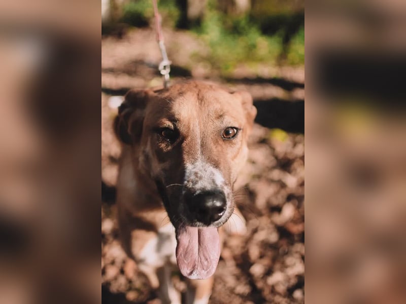 Neugieriger Süleyman sucht sein Zuhause