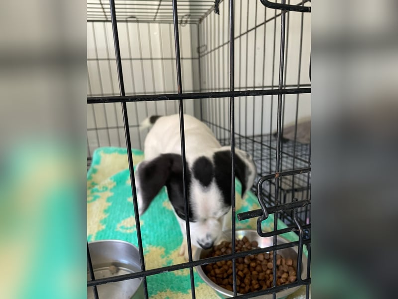 Tobi, unser kleiner Sonnenschein sucht liebevolle Menschen