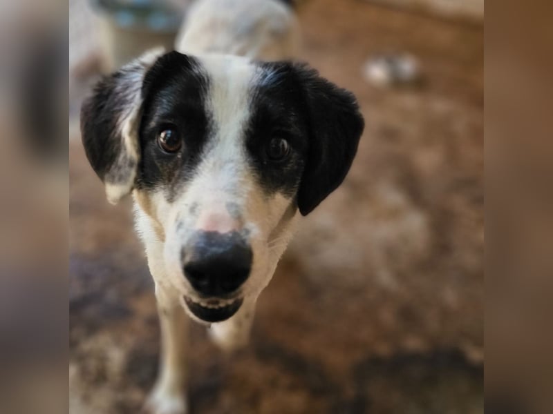 Umi, 2 jährige Hündin, mittelgroß – groß, freundlich, aufgeschlossen, aktiv, verschmust