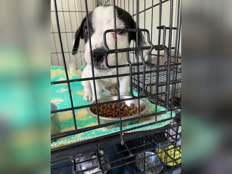 Tobi, unser kleiner Sonnenschein sucht liebevolle Menschen