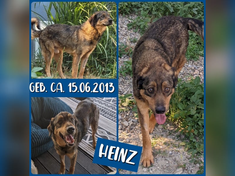 Heinz , ein liebenswerter Senior ,geb. ca. 01.06.2013, SH mittelgroß, freundlich, verschmust, offen