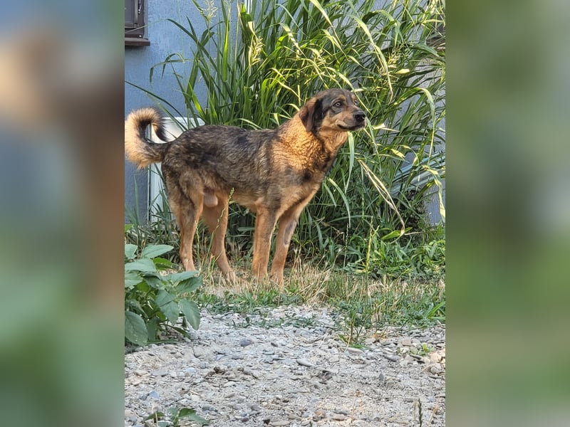 Heinz , ein liebenswerter Senior ,geb. ca. 01.06.2013, SH mittelgroß, freundlich, verschmust, offen