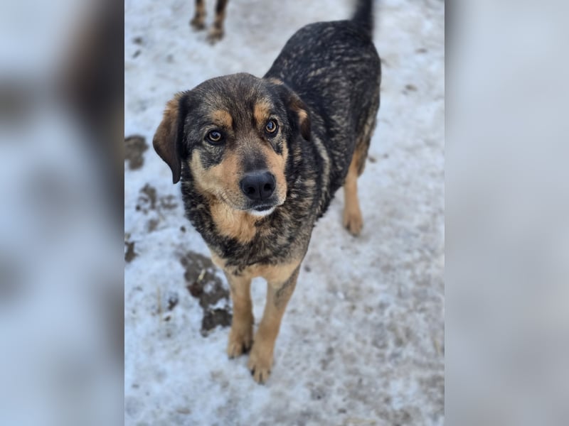 Heinz , ein liebenswerter Senior ,geb. ca. 01.06.2013, SH mittelgroß, freundlich, verschmust, offen