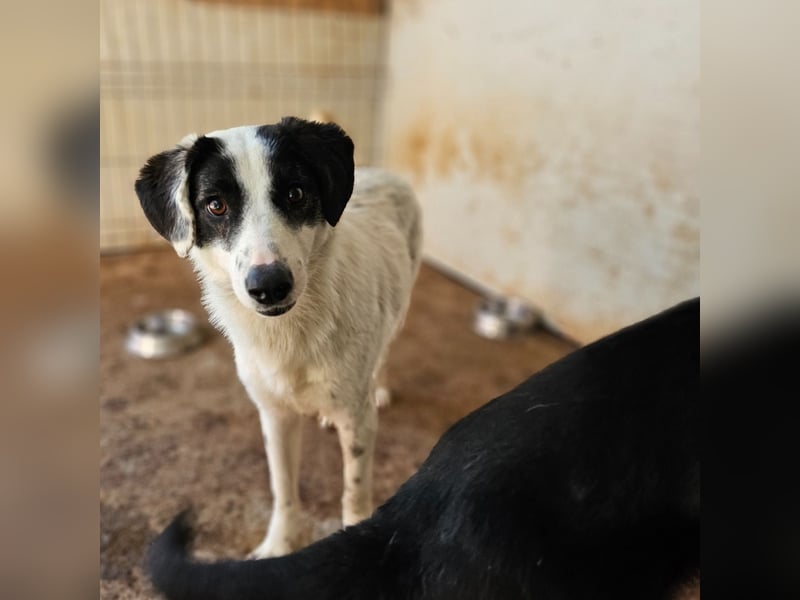 Umi, 2 jährige Hündin, mittelgroß – groß, freundlich, aufgeschlossen, aktiv, verschmust