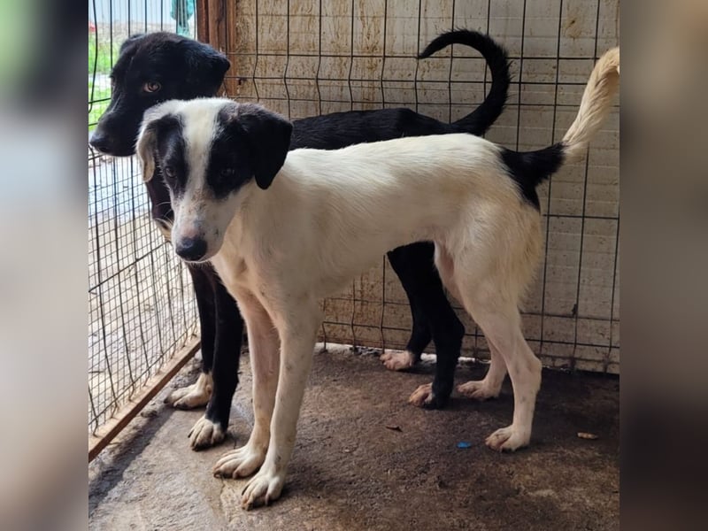 Umi, 2 jährige Hündin, mittelgroß – groß, freundlich, aufgeschlossen, aktiv, verschmust