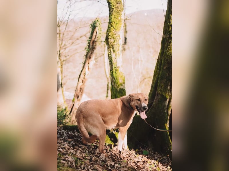 Neugieriger Süleyman sucht sein Zuhause