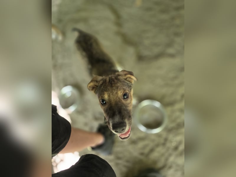 Nelson, 1 jähriger Junghund, ca. mittelgroß, freundlich, sozial, neugierig, etwas schüchtern