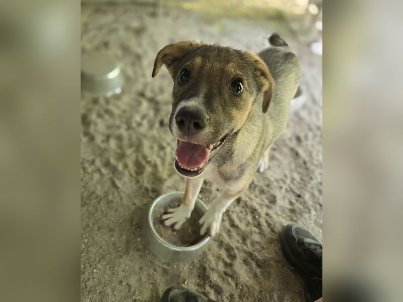 Nelson, 1 jähriger Junghund, ca. mittelgroß, freundlich, sozial, neugierig, etwas schüchtern