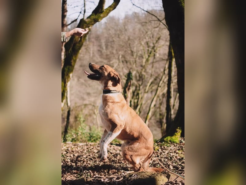 Neugieriger Süleyman sucht sein Zuhause