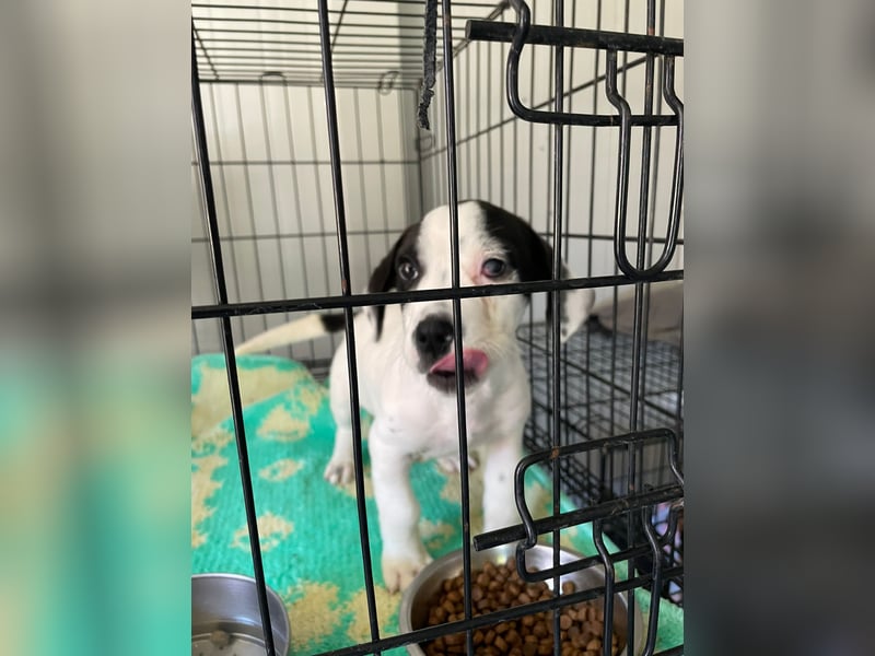 Tobi, unser kleiner Sonnenschein sucht liebevolle Menschen