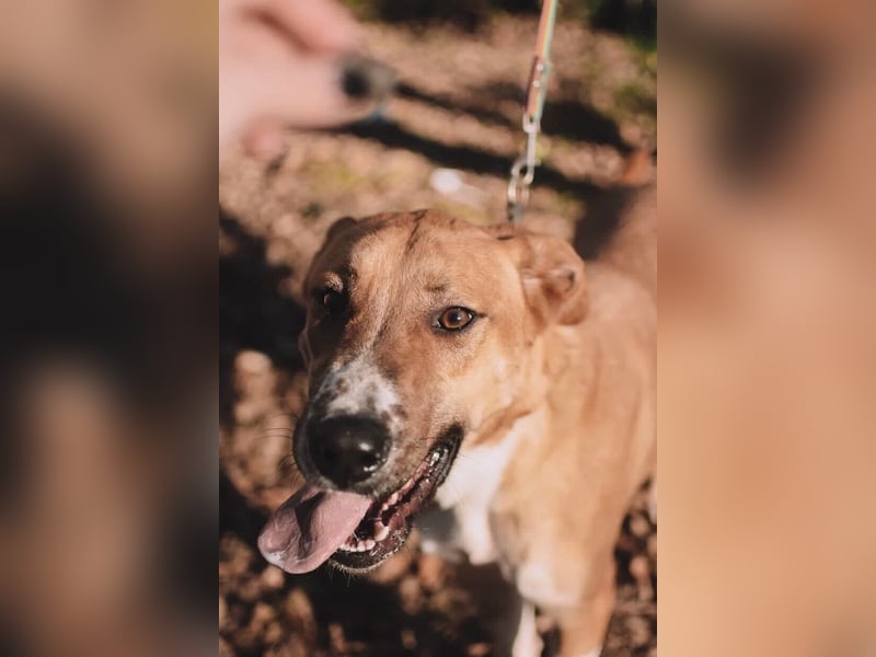 Neugieriger Süleyman sucht sein Zuhause