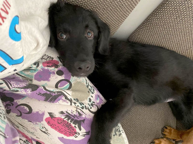 Aktiver Rollo sucht liebevolle und konsequente Menschen