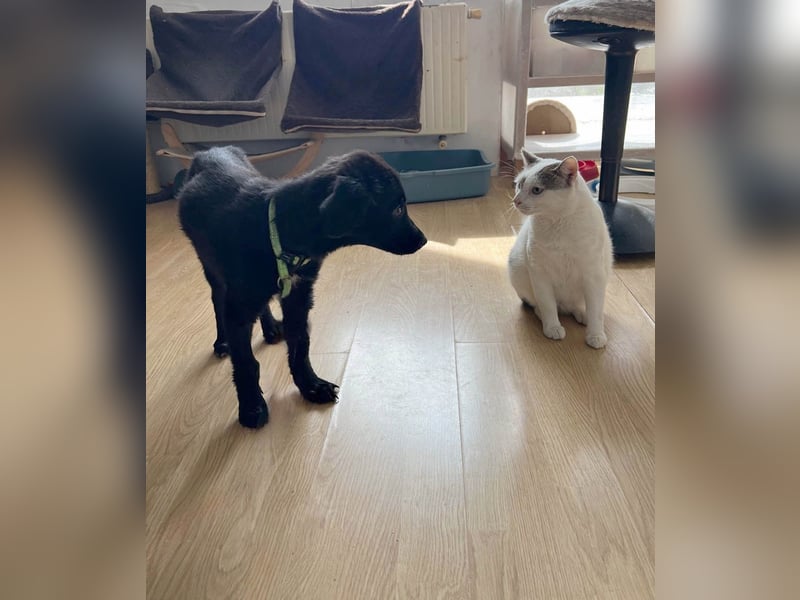 Aktiver Rollo sucht liebevolle und konsequente Menschen