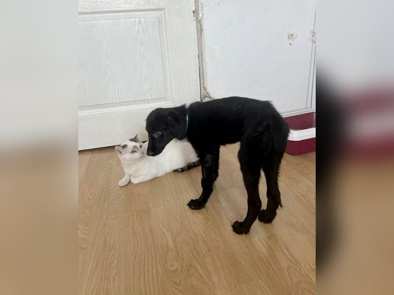 Aktiver Rollo sucht liebevolle und konsequente Menschen