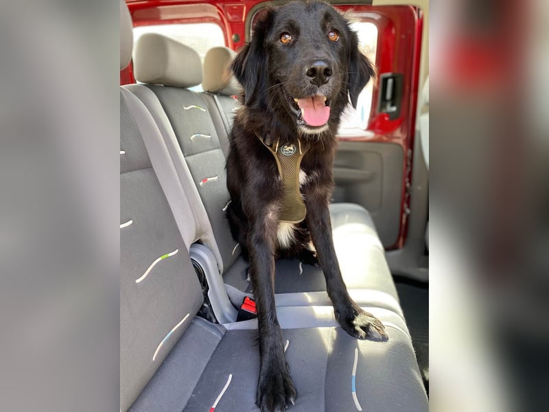 Hübsche Niculina sucht ihr Zuhause