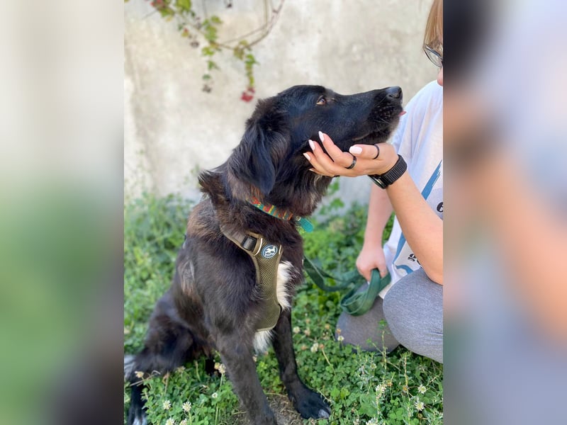 Hübsche Niculina sucht ihr Zuhause