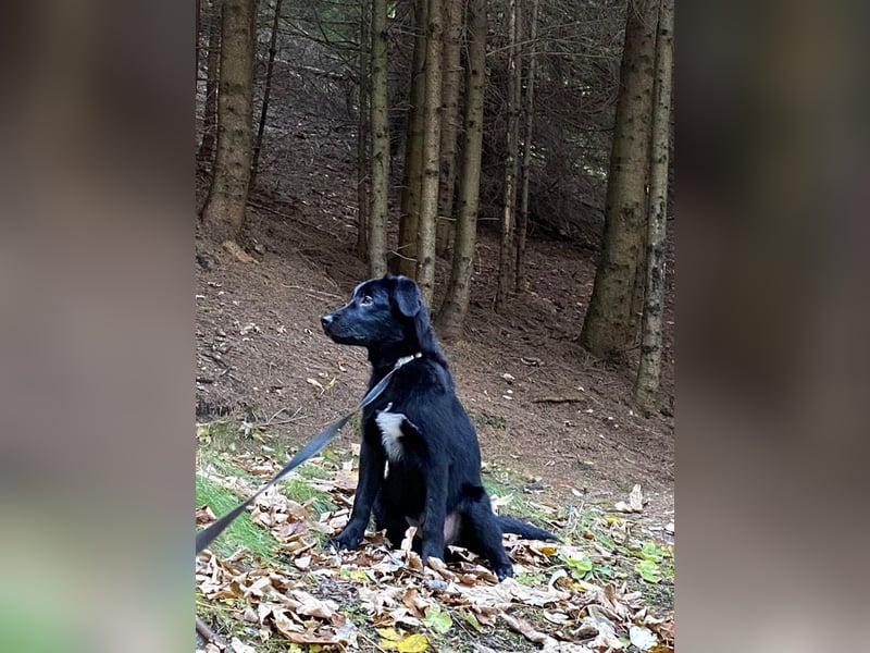 Aktiver Rollo sucht liebevolle und konsequente Menschen