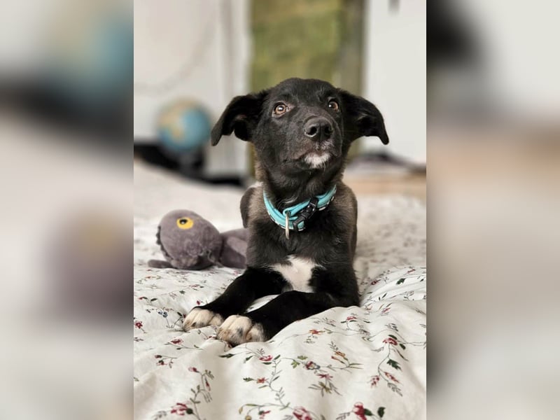 Süße Raya sucht Familie, die ihr Halt gibt