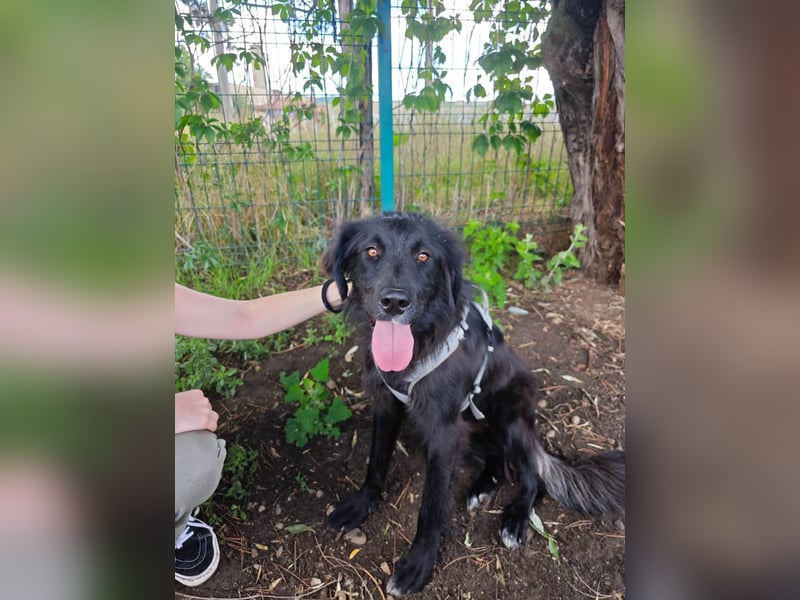 Hübsche Niculina sucht ihr Zuhause