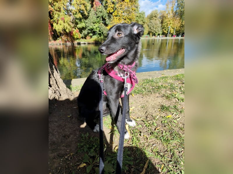 Süße Raya sucht Familie, die ihr Halt gibt