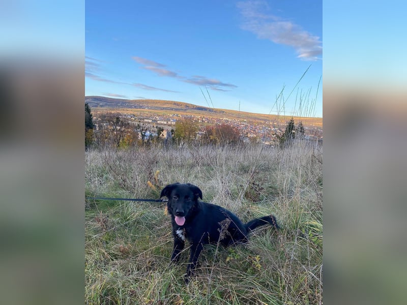 Aktiver Rollo sucht liebevolle und konsequente Menschen