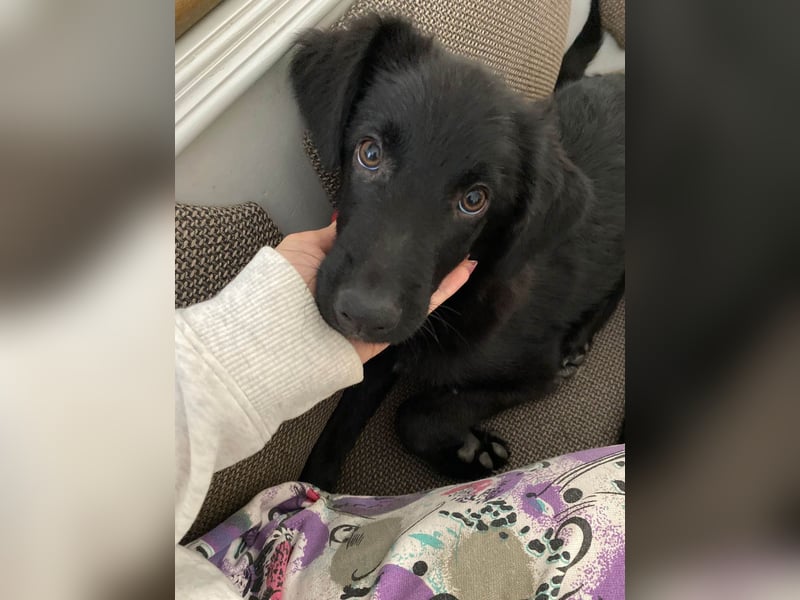 Aktiver Rollo sucht liebevolle und konsequente Menschen