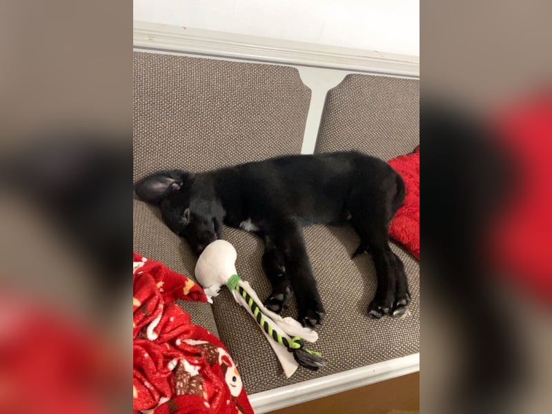 Aktiver Rollo sucht liebevolle und konsequente Menschen