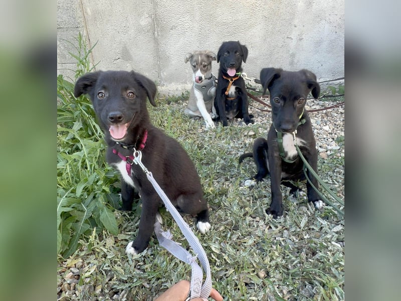 Süße Raya sucht Familie, die ihr Halt gibt