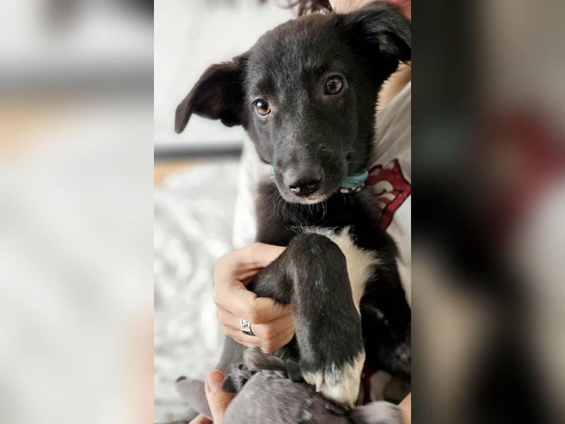 Süße Raya sucht Familie, die ihr Halt gibt