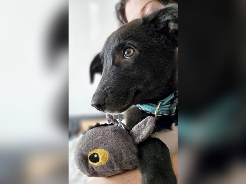 Süße Raya sucht Familie, die ihr Halt gibt