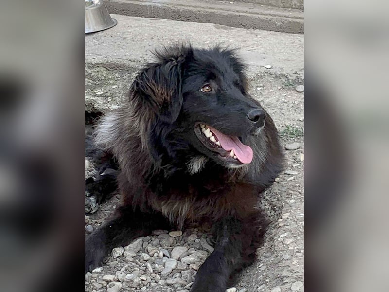 Hübsche Niculina sucht ihr Zuhause