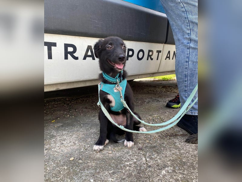 Süße Raya sucht Familie, die ihr Halt gibt