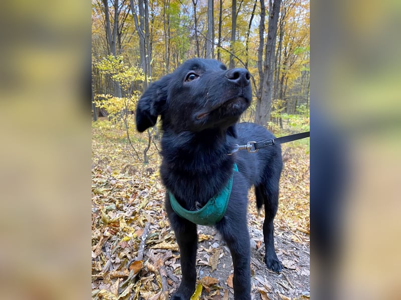 Aktiver Rollo sucht liebevolle und konsequente Menschen