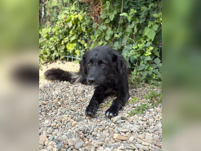 Hübsche Niculina sucht ihr Zuhause