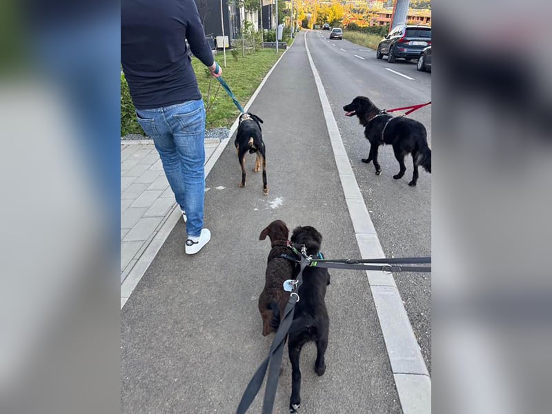 Hübsche Niculina sucht ihr Zuhause