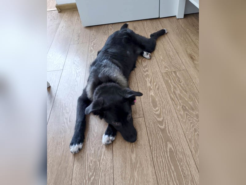 Süße Raya sucht Familie, die ihr Halt gibt