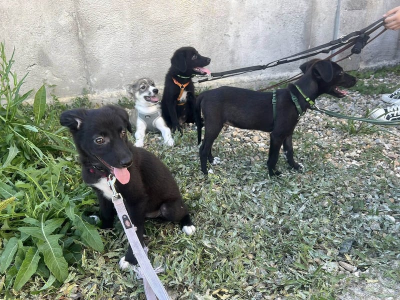 Süße Raya sucht Familie, die ihr Halt gibt