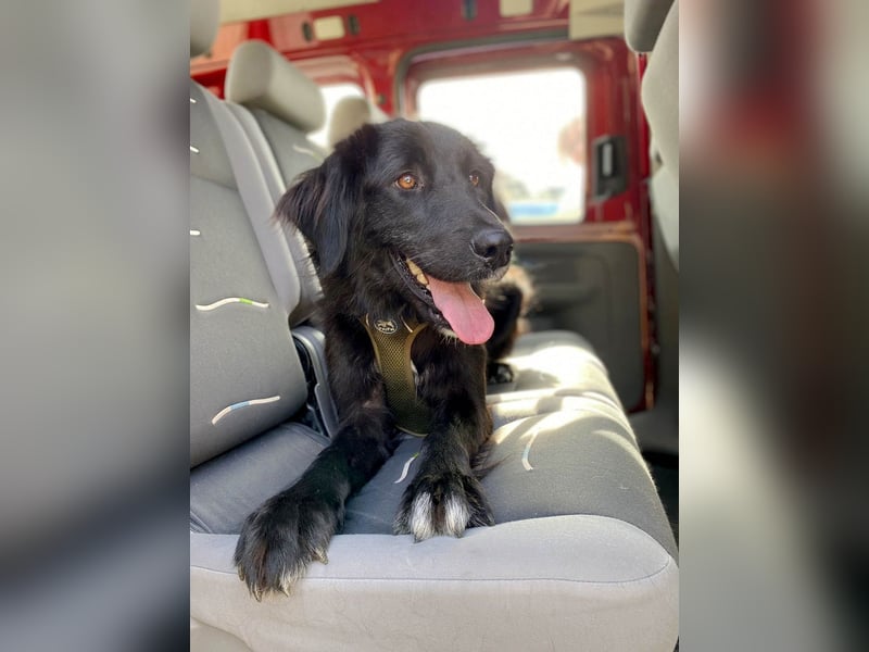 Hübsche Niculina sucht ihr Zuhause