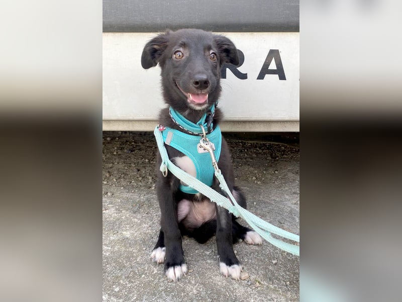 Süße Raya sucht Familie, die ihr Halt gibt