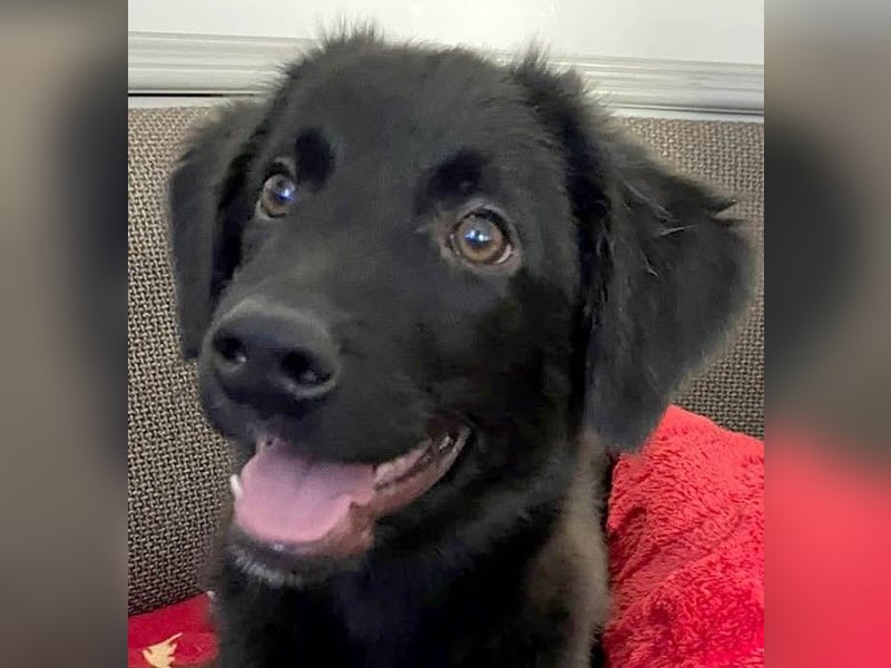 Aktiver Rollo sucht liebevolle und konsequente Menschen