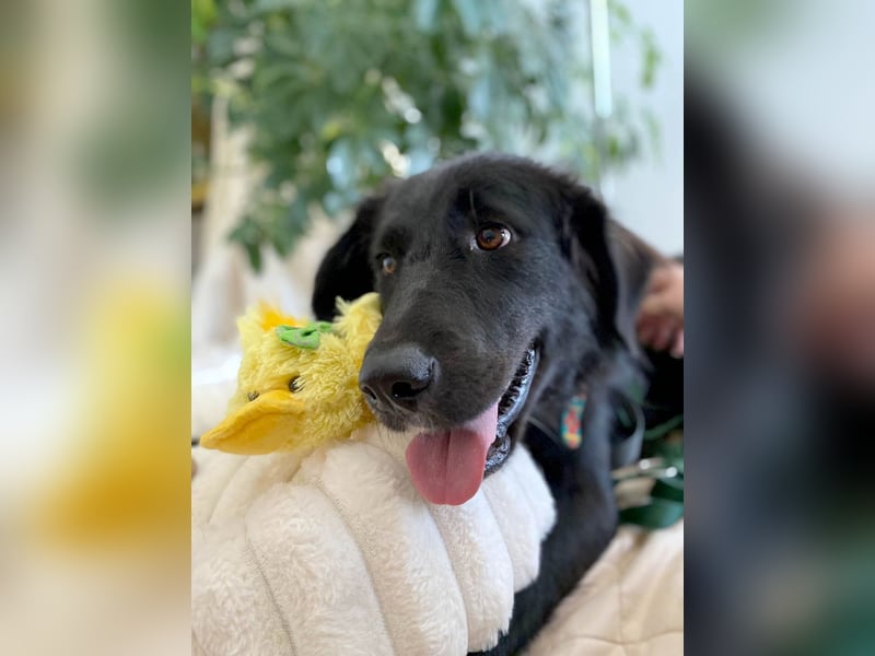 Hübsche Niculina sucht ihr Zuhause