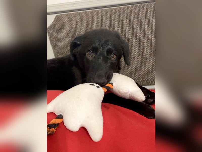 Aktiver Rollo sucht liebevolle und konsequente Menschen