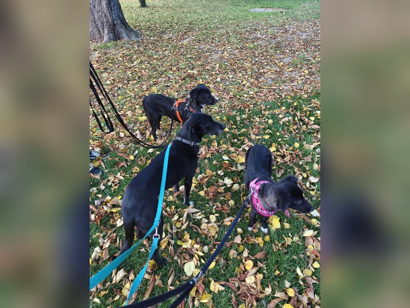 Süße Raya sucht Familie, die ihr Halt gibt