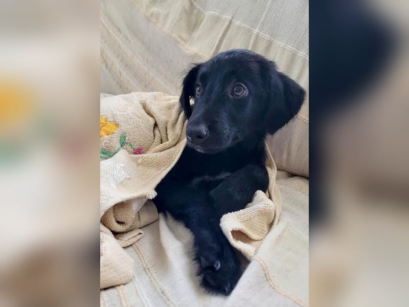 Aktiver Rollo sucht liebevolle und konsequente Menschen