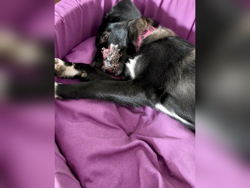 Süße Raya sucht Familie, die ihr Halt gibt