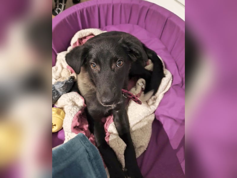 Süße Raya sucht Familie, die ihr Halt gibt